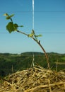 Sprouts on a Small Grape Tree