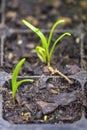 Sprouts of spinach species Spinacia oleracea in fertile soil of germination tray, after 7 days seeding.