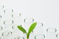Sprouts on test tube Royalty Free Stock Photo