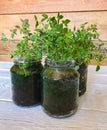 sprouts of thyme seedlings at home in glass jars