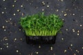 Sprouts vegetable of peas, microgrid, healthy food for decorating dishes.Vegetable alfalfa sprouts, micro, many