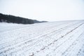 Sprouts of winter wheat on a agricultural field. Snow-covered green field of winter wheat. Green wheat covered by snow. Royalty Free Stock Photo