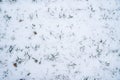 Sprouts of winter wheat on a agricultural field. Snow-covered green field of winter wheat. Green wheat covered by snow. Royalty Free Stock Photo