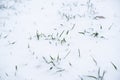 Sprouts of winter wheat on a agricultural field. Snow-covered green field of winter wheat. Green wheat covered by snow. Royalty Free Stock Photo