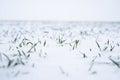 Sprouts of winter wheat on a agricultural field. Snow-covered green field of winter wheat. Green wheat covered by snow. Royalty Free Stock Photo