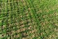 Sprouts of winter wheat crops on the spring farm field. Rows of young wheat. Fertile agricultural land