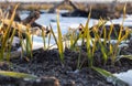 Sprouts of winter wheat crops in the spring, the remnants of snow that did not melt Royalty Free Stock Photo