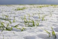 Sprouts of winter wheat on a field covered with snow Royalty Free Stock Photo