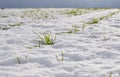 Sprouts of winter wheat on a field covered with snow Royalty Free Stock Photo