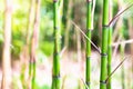 Sprouts of young bamboo Royalty Free Stock Photo