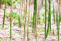 Sprouts of young bamboo Royalty Free Stock Photo