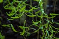 Sprouts of young dill in box on balcony