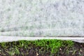 Sprouts of young green grass under nonwoven fabric