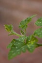 Sprouts of young leaves.The pumpkin plant with Newborn flower and fresh vine. Royalty Free Stock Photo