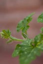 Sprouts of young leaves.The pumpkin plant with Newborn flower and fresh vine. Royalty Free Stock Photo