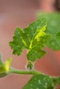 Sprouts of young leaves.The pumpkin plant with Newborn flower and fresh vine. Royalty Free Stock Photo