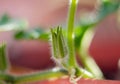 Sprouts of young leaves.The pumpkin plant with Newborn flower and fresh vine. Royalty Free Stock Photo