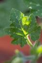 Sprouts of young leaves.The pumpkin plant with Newborn flower and fresh vine. Royalty Free Stock Photo