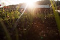 Sprouts of young onions in the rays of the setting sun