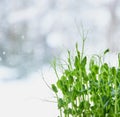 Sprouts of young peas, close to the texture of young sprouts of young peas. micro greens close-up Royalty Free Stock Photo