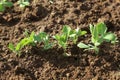 Sprouts of young peas grow on the bed Royalty Free Stock Photo