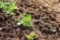 Sprouts of young peas grow on the bed Royalty Free Stock Photo