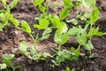 Sprouts of young peas grow on the bed. Royalty Free Stock Photo