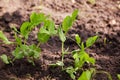 Sprouts of young peas grow on the bed. Royalty Free Stock Photo