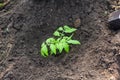 Sprouts of young tomatoes. Preparation for planting in the greenhouse. Farming and planting concept Royalty Free Stock Photo