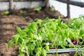 Sprouts of young tomatoes. Preparation for planting in the greenhouse. Farming and planting concept Royalty Free Stock Photo