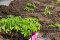 Sprouts of young tomatoes. Preparation for planting in the greenhouse. Farming and planting concept Royalty Free Stock Photo