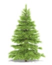 Spruce