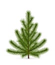 Spruce