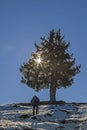 Spruce in the backlight Royalty Free Stock Photo