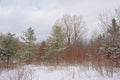 Spruce and bare trees and shrubs in the snow in Gatineau park, Quebec