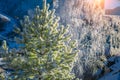 Spruce and birch, covered with frost in the Altai mountains. Snow lies on the branches of trees and glistens in the sun Royalty Free Stock Photo