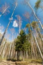 Spruce in the birch forest on a spring day against the blue sky Royalty Free Stock Photo