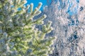 Spruce and birch trees covered with frost in winter forest, close-up. Snow lies on the branches of trees and glistens in the sun