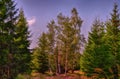 Spruce and birch trees in the forest at daylight, sunlight, blue sky. Royalty Free Stock Photo