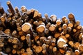 Spruce and Birch Wood Energy Royalty Free Stock Photo