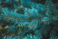 Spruce blue branch, evergreen, fir coniferous background. Frame of pine needles close-up. Pine-tree. Scotch fir. Green branches of Royalty Free Stock Photo