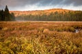 Spruce Bog