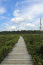 Spruce Bog Boardwalk Royalty Free Stock Photo