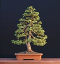 Spruce bonsai Royalty Free Stock Photo