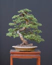 Spruce bonsai Royalty Free Stock Photo