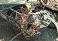 spruce bonsai, the color of the leaves is dark brown Royalty Free Stock Photo