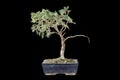 Spruce bonsai over dark background Royalty Free Stock Photo