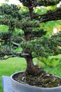 Spruce bonsai Royalty Free Stock Photo