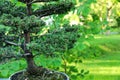 Spruce bonsai Royalty Free Stock Photo