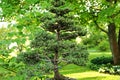 Spruce bonsai Royalty Free Stock Photo